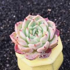 Live succulent plant | Echeveria 'Sara Himebotan'