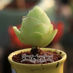 Live succulent plant | Greenovia diplocycla var.gigantea