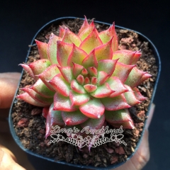 Live succulent plant | Echeveria 'Meteor shower'