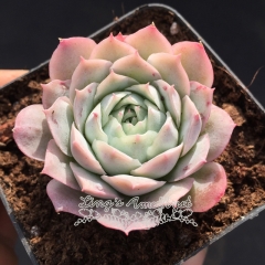 Live succulent plant | Echeveria 'Jeong-wol'