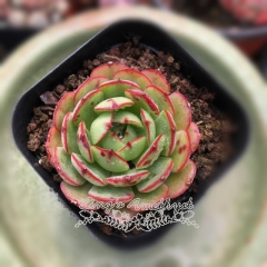 Live succulent plant | Echeveria 'Love Fire'