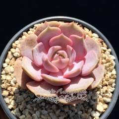 Live succulent plant | Echeveria 'Pink butterfly'