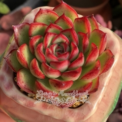 Live succulent plant | Echeveria 'firefly'