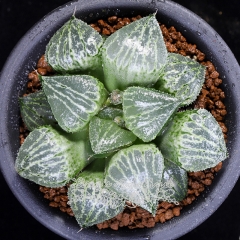 Live succulent plant | Haworthia 'spring thunder'