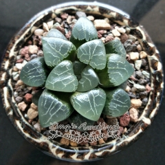 Live succulent plant | Haworthia 'Moon shadow'