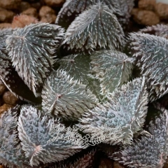 Live succulent plant |  Haworthia 'Lycosa'