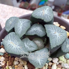 Live succulent plant | Haworthia maughanii 'Yukiguni'