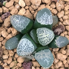 Live succulent plant | Haworthia groenewaldii