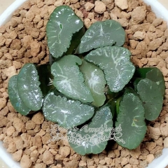 Live succulent plant | Haworthia maughanii 'Phoenix'