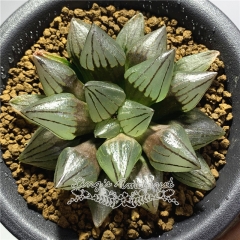 Live succulent plant | Haworthia magnifica v.atrofusca