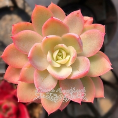 Live succulent plant | Echeveria 'Silk Veil'