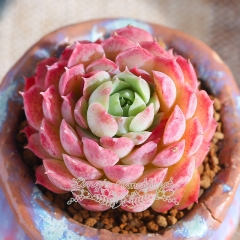 Live succulent plant | Echeveria 'cinnabar'