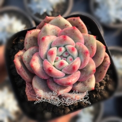 Live succulent plant | Echeveria 'Ariel' / 'Ling Xue'