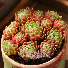 Live succulent plant | Jov.soblifera