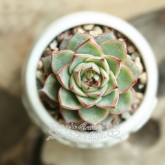 Live succulent plant | Echeveria Fabiola