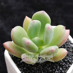 Live succulent plant | Pachyphytum Doctor Cornelius