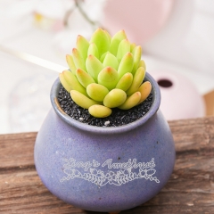 Live succulent plant | Sedum 'Alice Evans'