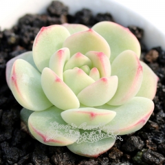 Live succulent plant | x Sedeveria 'Pudgye'