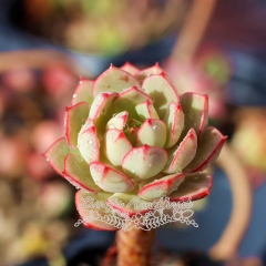 Live succulent plant | Echeveria 'Deren-Oliver'