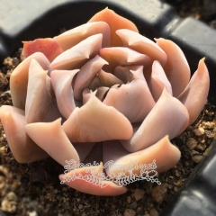 Live succulent plant | Echeveria 'Liberia'