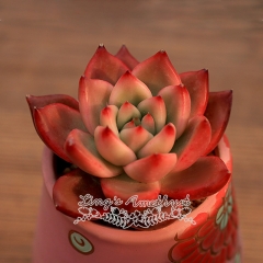 Live succulent plant | Echeveria agavoides Frank Reinelt