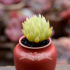 Live succulent plant | xSedeveria 'fanfare'