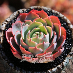 Live succulent plant | Echeveria 'amistar'