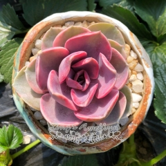 Live succulent plant | Echeveria Rainbow