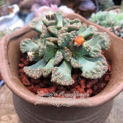 Live succulent plant | Titanopsis calcarea