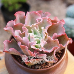 Live succulent plant | Echeveria ‘Takasago No Okina'