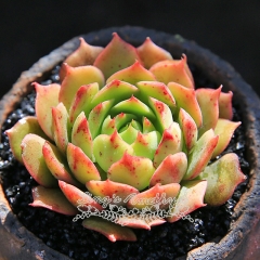 Live succulent plant | Echeveria 'ramillette'