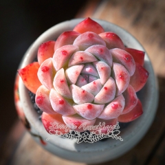 Live succulent plant | Echeveria 'alba beauty'