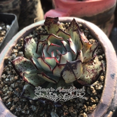 Live succulent plant | Echeveria strictiflora v nova