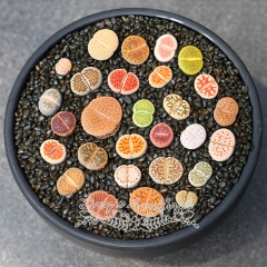 Live succulent plant | Lithops N. E. Br.(A group of random 9, each about 1cm)