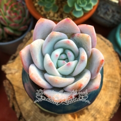 Live succulent plant | Echeveria 'sang a'