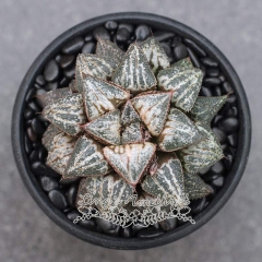 Live succulent plant | Haworthia 'Yuki Keshiki'