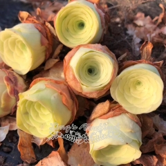 Live succulent plant | Greenovia diplocycla ex La Gomera - Alojera