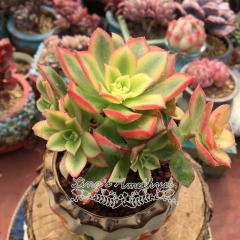 Live succulent plant | Aeonium decorum f. variegata