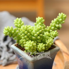 Live succulent plant | Sedum burrito Moran