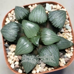 Live succulent plant | Haworthia correcta