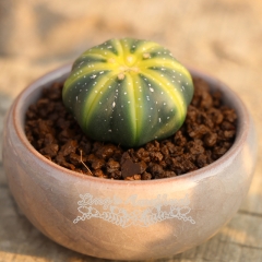 Live succulent plant | Astrophytum asterias