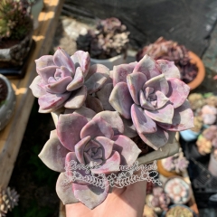 Live succulent plant | Graptopetalum 'Purple Delight'