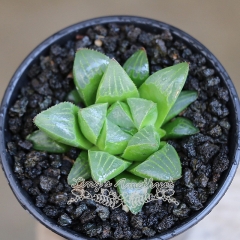 Live succulent plant | Haworthia heidelbergensis