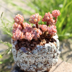 Live succulent plant | Graptopetalum pachyphyllum 'Bluebean'