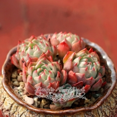 Live succulent plant | Echeveria 'Nana mini hook'