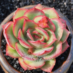 Live succulent plant | Echeveria Moon Gad varnish