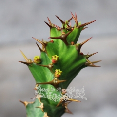 Live succulent plant | Euphorbia tortiyama