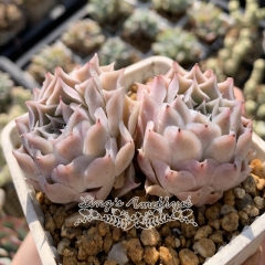 Live succulent plant | Echeveria halbingeri Walther