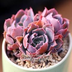 Live succulent plant | Echeveria 'Neon breaker'