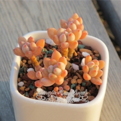 Live succulent plant | Echeveria amoena 'Microcalyx'